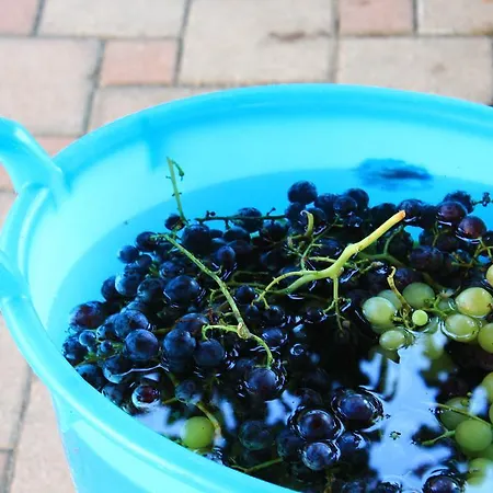 Rosa Dalfonsina 3* Villalfonsina