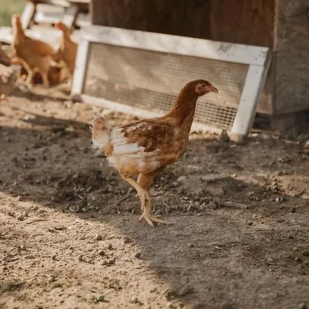 Rosa Dalfonsina 3* Villalfonsina