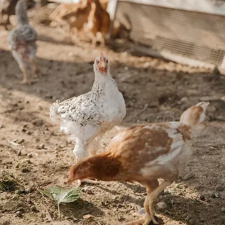 Rosa Dalfonsina Couette-café 3*