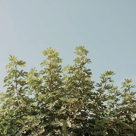 住宿加早餐酒店 Rosa Dalfonsina 3*