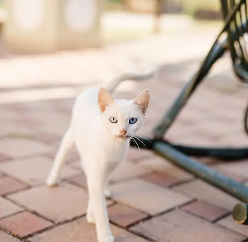 B&B Rosa Dalfonsina Villalfonsina