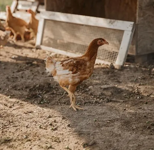 Rosa Dalfonsina 3* Villalfonsina