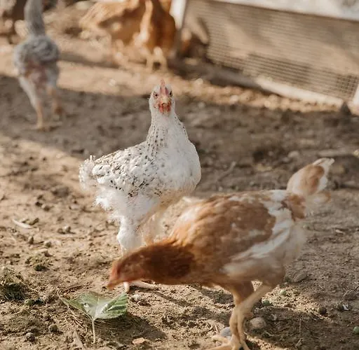 Rosa Dalfonsina B&B 3*