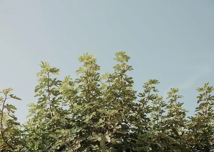 B&B Rosa Dalfonsina 3*